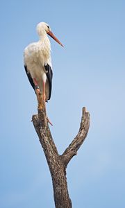 Preview wallpaper stork, bird, branch, sky