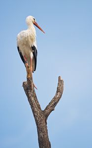 Preview wallpaper stork, bird, branch, sky