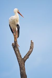 Preview wallpaper stork, bird, branch, sky