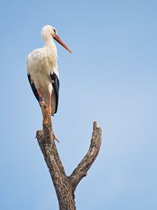 Preview wallpaper stork, bird, branch, sky