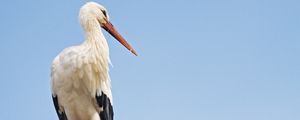 Preview wallpaper stork, bird, branch, sky