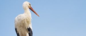 Preview wallpaper stork, bird, branch, sky