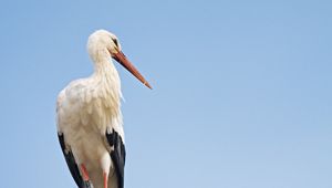 Preview wallpaper stork, bird, branch, sky