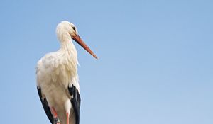 Preview wallpaper stork, bird, branch, sky