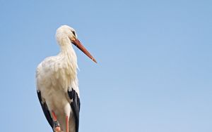 Preview wallpaper stork, bird, branch, sky