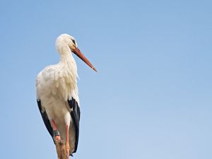 Preview wallpaper stork, bird, branch, sky