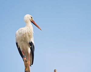 Preview wallpaper stork, bird, branch, sky