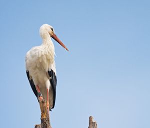 Preview wallpaper stork, bird, branch, sky