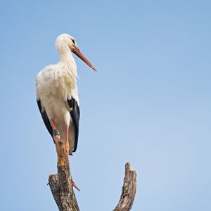 Preview wallpaper stork, bird, branch, sky