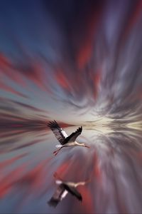 Preview wallpaper stork, bird, flight, reflection