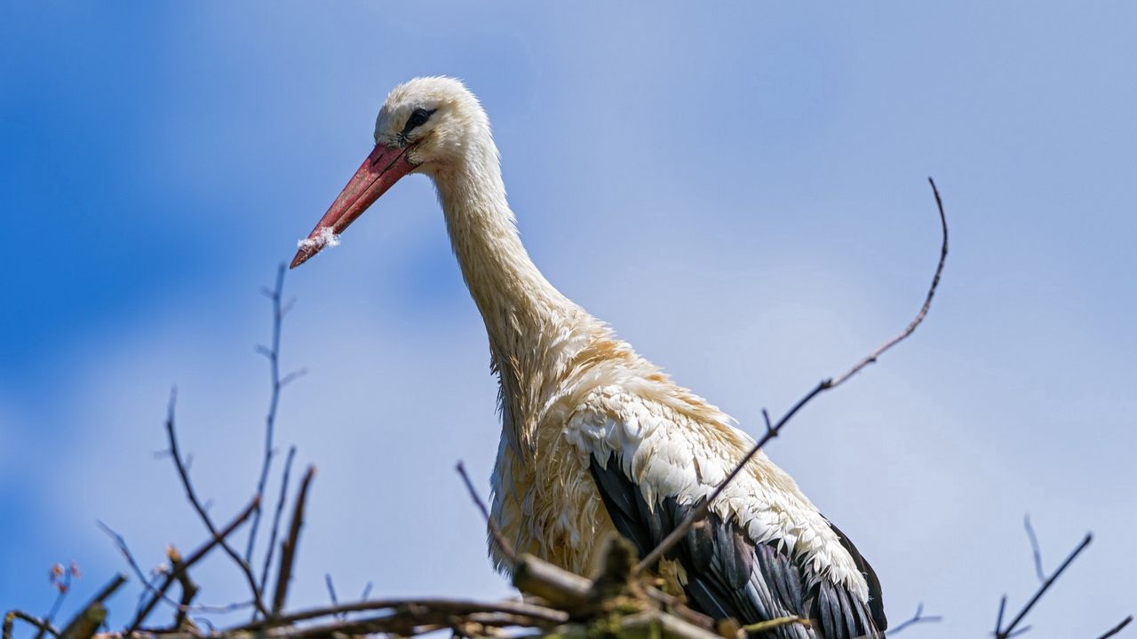 Wallpaper stork, bird, nature, nest