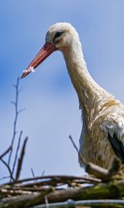 Preview wallpaper stork, bird, nature, nest