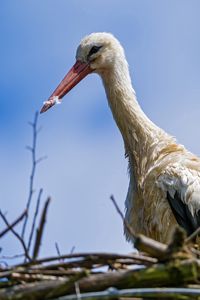 Preview wallpaper stork, bird, nature, nest