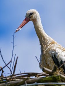 Preview wallpaper stork, bird, nature, nest