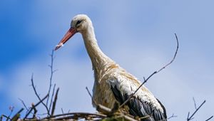 Preview wallpaper stork, bird, nature, nest