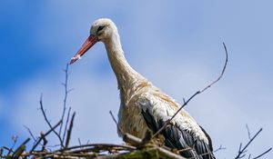 Preview wallpaper stork, bird, nature, nest