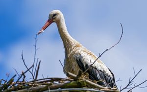 Preview wallpaper stork, bird, nature, nest