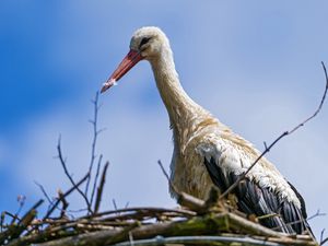 Preview wallpaper stork, bird, nature, nest