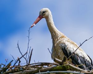 Preview wallpaper stork, bird, nature, nest