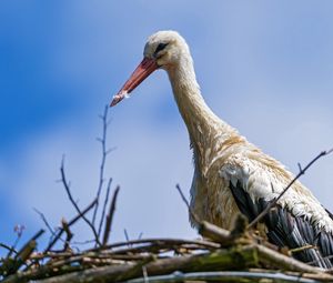 Preview wallpaper stork, bird, nature, nest