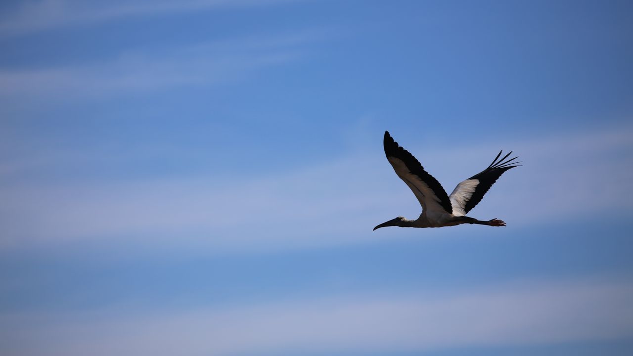 Wallpaper stork, bird, sky, flight