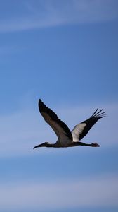 Preview wallpaper stork, bird, sky, flight