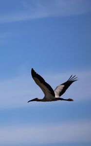 Preview wallpaper stork, bird, sky, flight