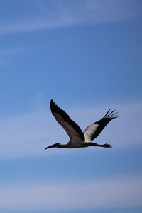 Preview wallpaper stork, bird, sky, flight