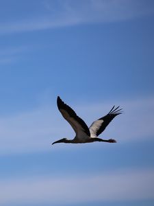 Preview wallpaper stork, bird, sky, flight