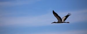 Preview wallpaper stork, bird, sky, flight