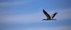 Preview wallpaper stork, bird, sky, flight