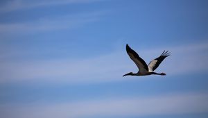 Preview wallpaper stork, bird, sky, flight