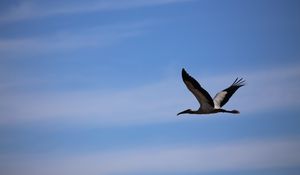 Preview wallpaper stork, bird, sky, flight