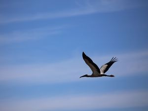 Preview wallpaper stork, bird, sky, flight