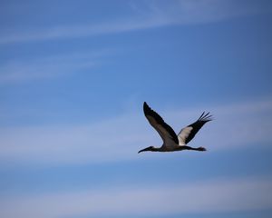 Preview wallpaper stork, bird, sky, flight