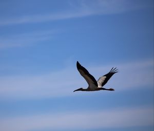 Preview wallpaper stork, bird, sky, flight