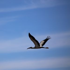 Preview wallpaper stork, bird, sky, flight