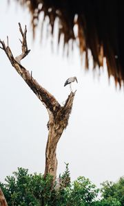Preview wallpaper stork, bird, tree, bushes