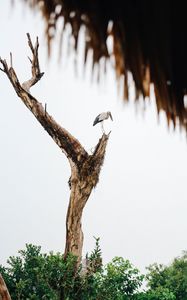 Preview wallpaper stork, bird, tree, bushes