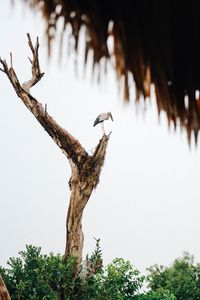 Preview wallpaper stork, bird, tree, bushes