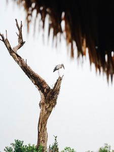 Preview wallpaper stork, bird, tree, bushes