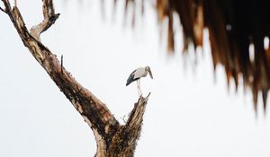 Preview wallpaper stork, bird, tree, bushes