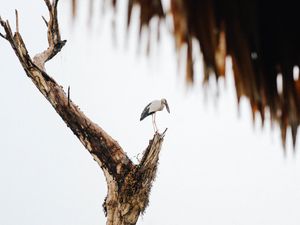 Preview wallpaper stork, bird, tree, bushes