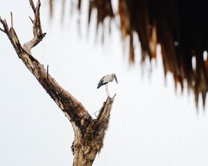 Preview wallpaper stork, bird, tree, bushes