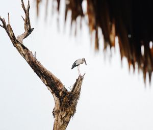 Preview wallpaper stork, bird, tree, bushes