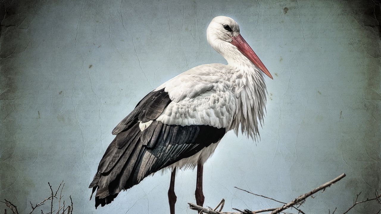 Wallpaper stork, grass, bird