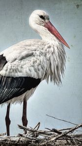 Preview wallpaper stork, grass, bird