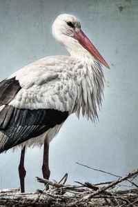 Preview wallpaper stork, grass, bird