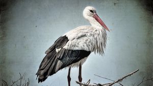 Preview wallpaper stork, grass, bird