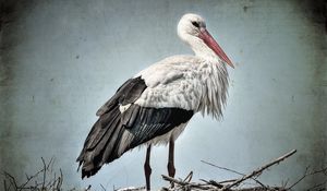 Preview wallpaper stork, grass, bird